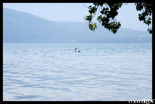 Un cygne