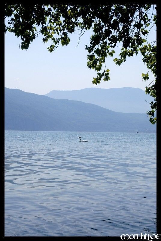 Un cygne